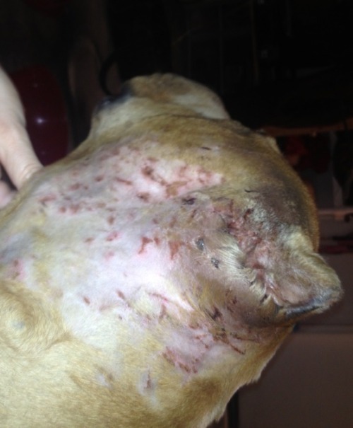 fundapetmiracle:  If anyone is able to re-blog this so we can get Bronx some help, it would be greatly appreciated. Bronx is two year old pit bull who was on the euthanasia list at San Pedro Shelter.  Second Chance Rescue drove from Vegas to save his