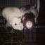 4ratgirls