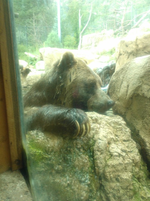 I went to the zoo today and had a blast :) The bear was my favorite 