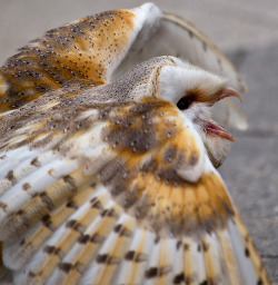 daily-owls:  Barn Owl by johndal on Flickr.