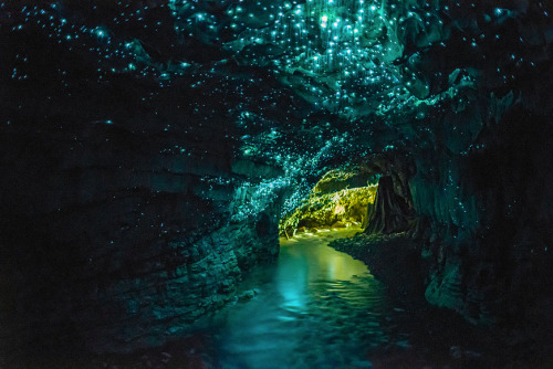 nubbsgalore:  the waitomo limestone caves on new zealand’s northern island are home to an endemic species of bioluminescent fungus gnat (arachnocampa luminosa, or glow worm fly) who in their larval stage produce silk threads from which to hang and,