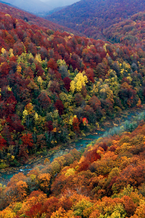expressions-of-nature: Autumn | Pilar Azaña Talán 