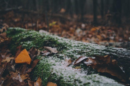 peckphoto:  First snow.