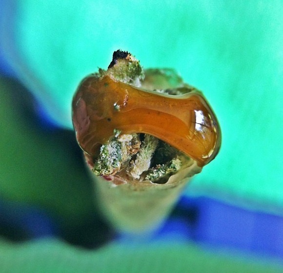 bluntrollerandsmoker:  living right ,twax