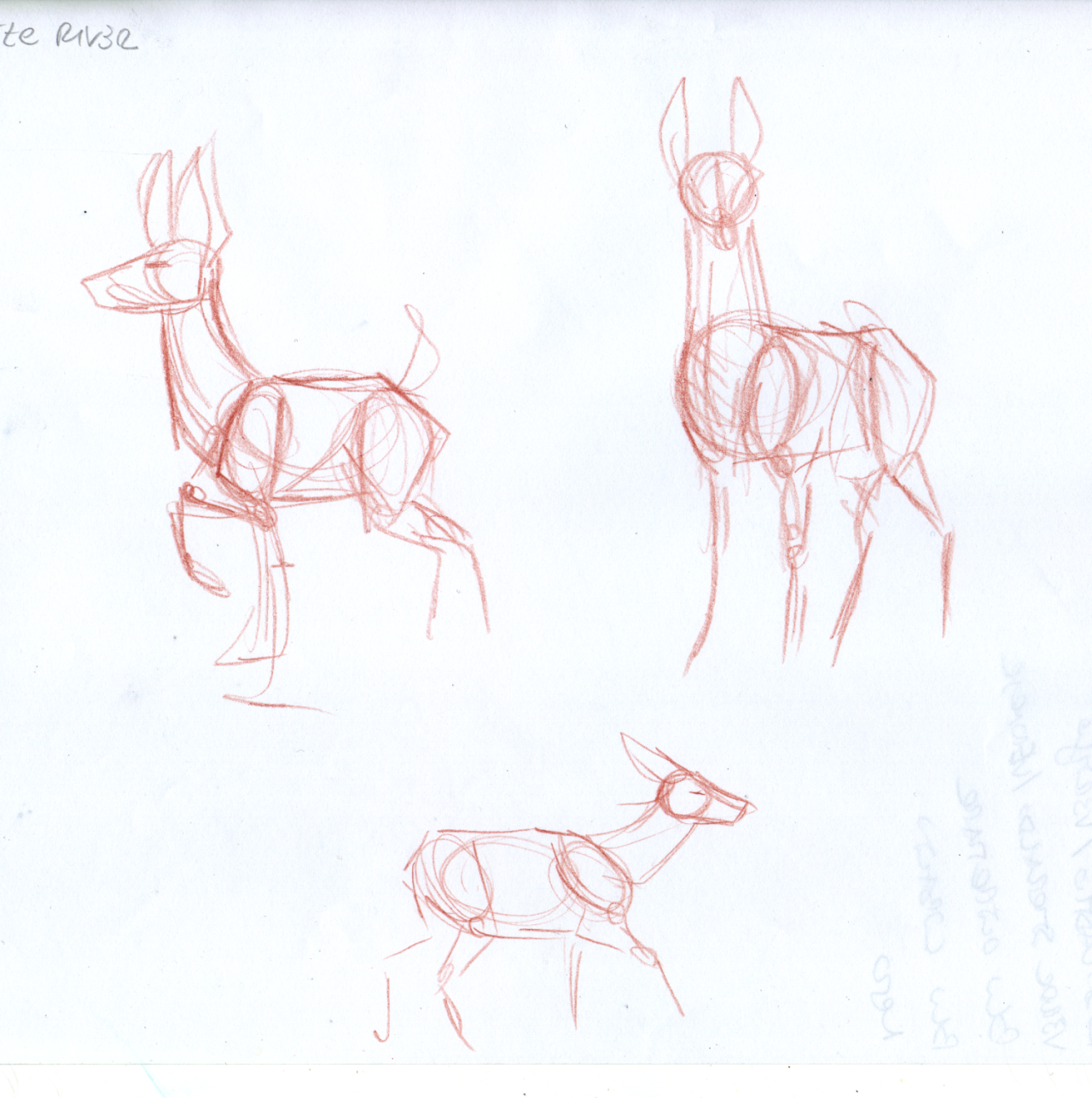 Some of the water deer studies I did today, plus wip of one of the final illustration.
