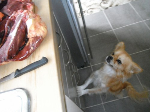 bogleech:  raw-fed-pets:  faofox:  raw-fed-pets:  All dogs share the same basic digestive system despite the range of physical variations (and attitudes) across different breeds. Every dog is designed to eat a raw animal-based diet, from the Chihuahua