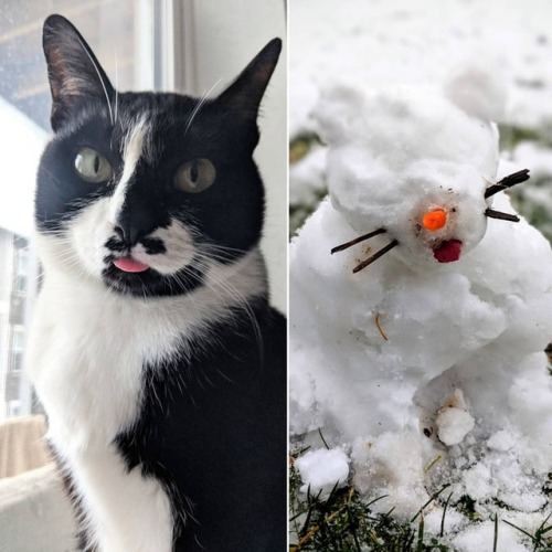 WHO WORE IT BETTER? Ms. Violet, or this bleppin’ snow-cat made by my teenager‽ ❄️ #blep #catso