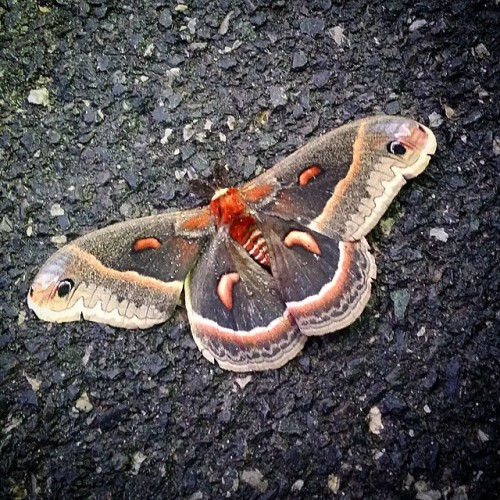 theseuswrex: I don’t know what this thing is, but it’s huge! Some type of moth or butterfly. The win