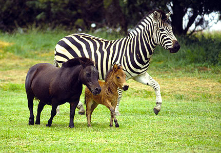 Zebroid is the name given to a hybrid between a zebra and any other equine. Exciting specific names have been given to the offspring between zebras and horses (“zorses”), donkeys (“zonkeys”, “zedonks” or “donkras&