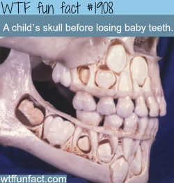 wtf-fun-factss:  A child’s skull before