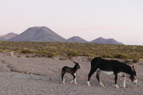 2016: San Pedro de Atacama is the most extraordinary place for any earth scientist. The beautiful st