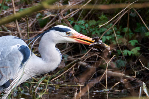 Drama at the pond or Dinner for a Grey Heron