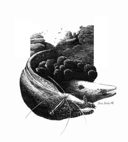 zoologyillustration:  I illustrated moray eels (and a cleaner shrimp) for my final black and white scratchboard project ^ 