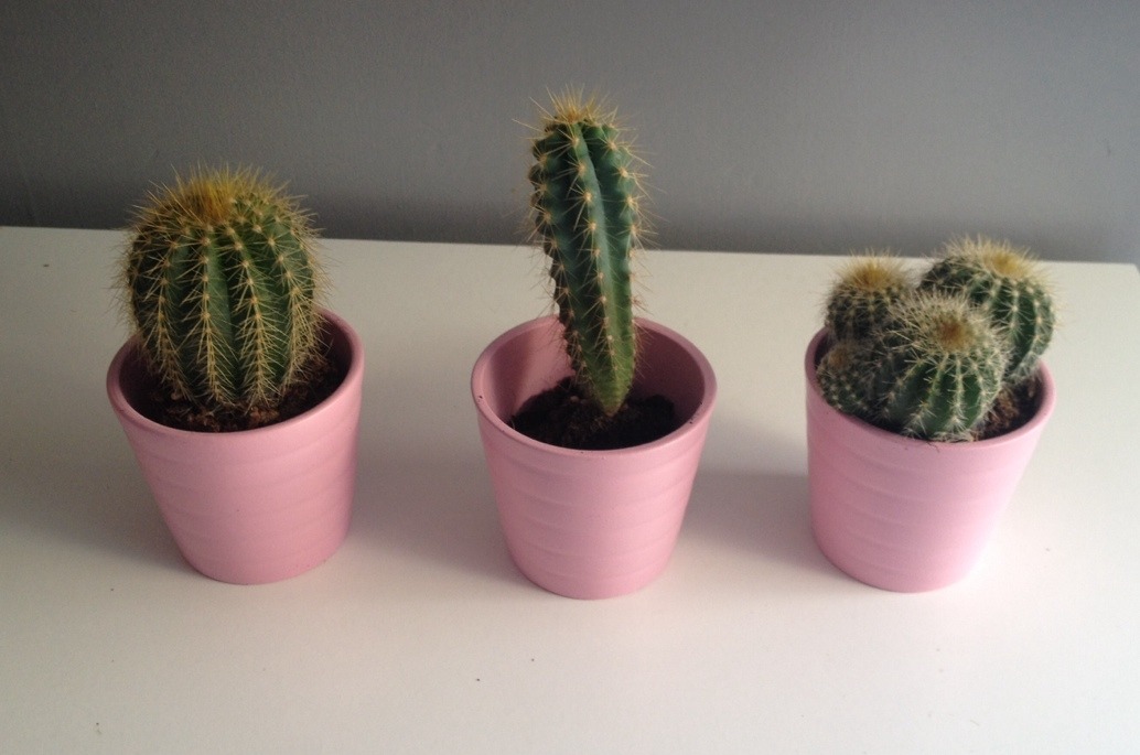 fairybub:  brand new plant babies from ikea ! :+)