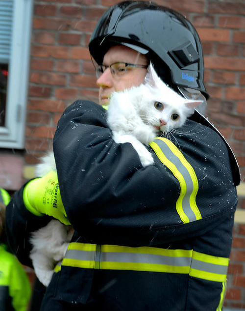 mufasamonsta:  tahthetrickster:  i really like looking at google image searches for “firemen rescuing cats” or something because you get super cute pictures like     AND THEN THERE’S THIS ONE   “THAT’S RIGHT TWAS I that set the house ablaze!!!”