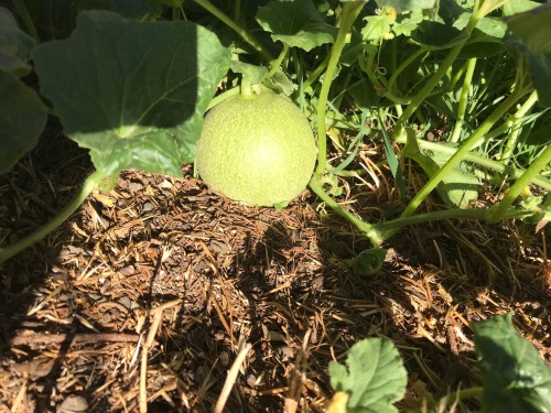 aurosoul:aurosoul:  I pirated some melon plants from a grocery store melon and they are FRUITING!!