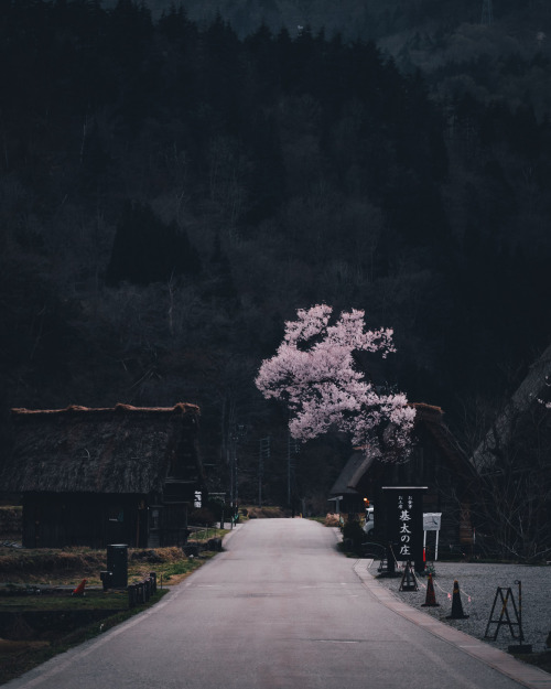 takashiyasui: Shirakawago in spring