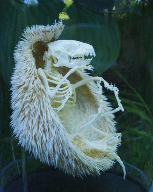 stupidfinn:cazador-red:unsettlingstories:A hedgehog skeleton.Via Reddit.@stupidfinn it looks like a 