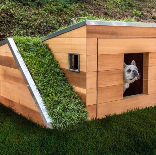 Doggy Dreamhouse By Studio Schicketanz