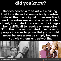 did-you-kno:  Snopes posted a false article claiming that TV’s Mister Ed was actually a zebra. It stated that the original horse was fired, and the zebra was undetectable due to closely integrated black and white images being difficult to resolve on