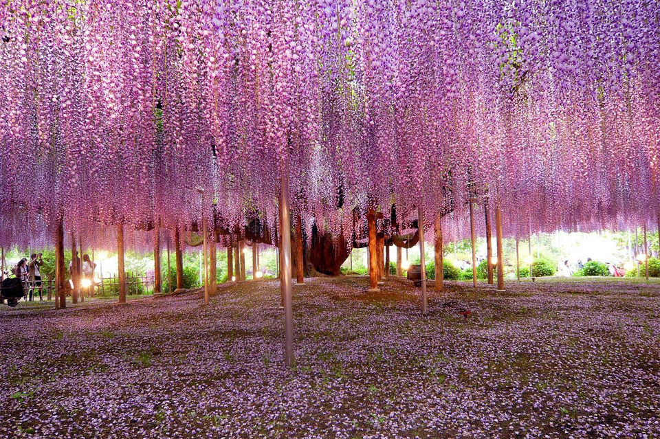 odditiesoflife:  The Most Beautiful Trees in the World Portland Japanese Garden,