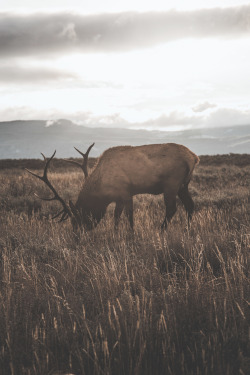 Man-And-Camera:  Lone Elk In Grand Teton National Park Vix ➾ Luke Gram 