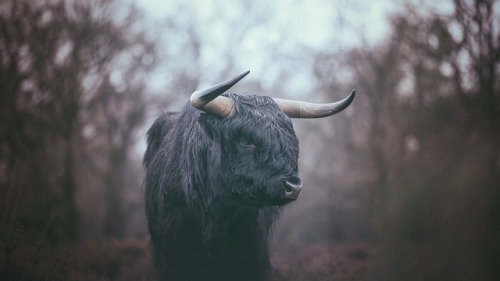 Portrait of a Highlander!