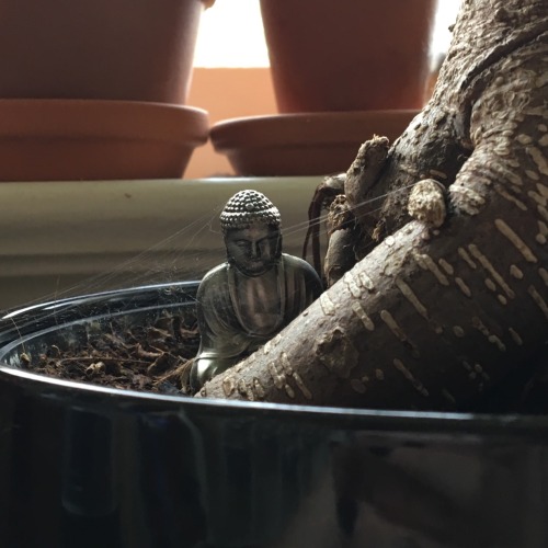 houseplnt: a zen little spider has made a home on one of my ginseng bonsai trees!