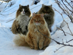 circlingindizziness:  Norwegian Forest Cats.