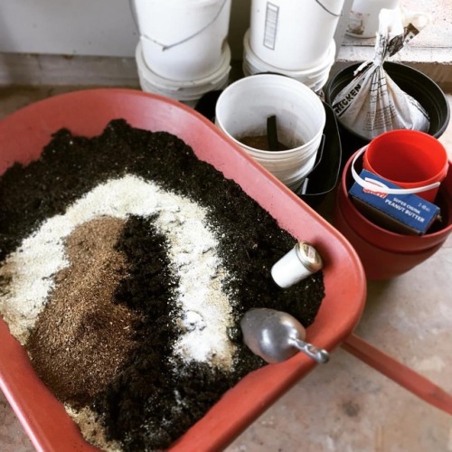 rosasay: Getting dirty; spent my Saturday afternoon mixing soil. If there’s one thing I’