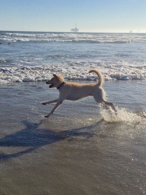 My first time with Moses at a dog beach turned out surprisingly well!