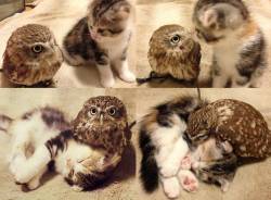 awwww-cute:Little owl and baby kitten built an unlikely friendship