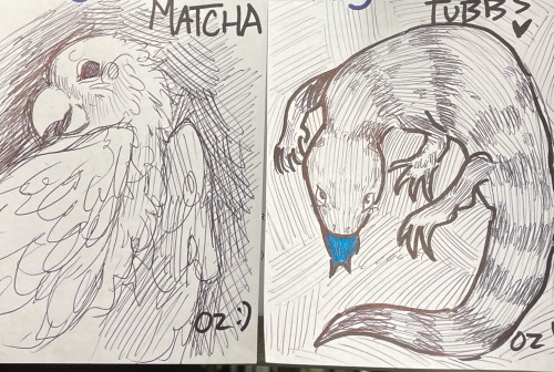 Drew Some Animals At My Work 
