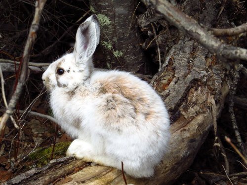 jadespages: Snowshoe Hare