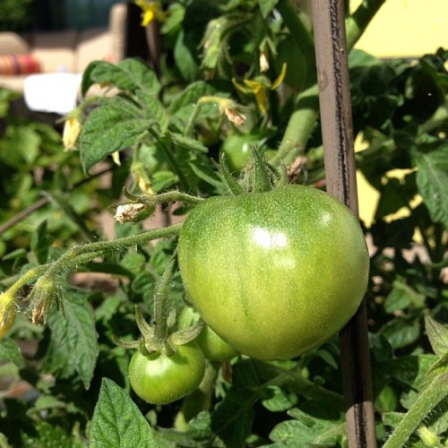 officialreiko: Tomatoes are comin along#nofilter #summer #veggies #patiogarden #juicy #farming #loca