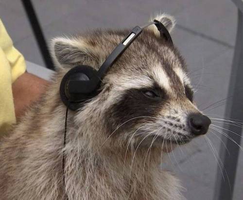 lord-raccoon:  listening to my evil wizard