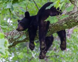 Fridaybear:  🎶 Friiiiiday Is Here! 🎶 [Clap Your Hands!]🎶 The Weeeeekend’s