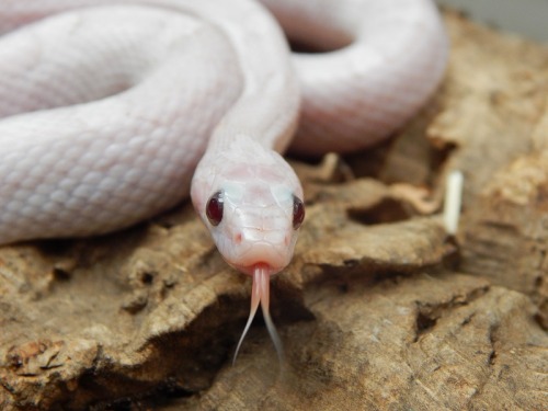 fractiousrvt:Bansidhe, you’re such a pretty boy. :3 Gonna be on weanlings soooooon! 86g of beloved s