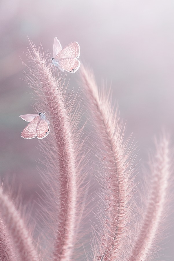 deysy10:  nirmography:  couple by JeroSepanto  