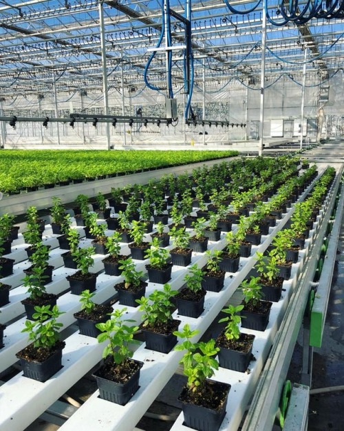 Fresh mint making its way throughout the greenhouse on our state-of-the-art Dutch growing tables!