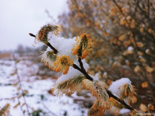 blooms