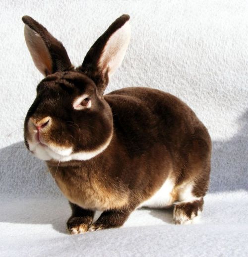 zooophagous: ainawgsd: The Rex is considered a medium to large size rabbit. Average weight is betwee