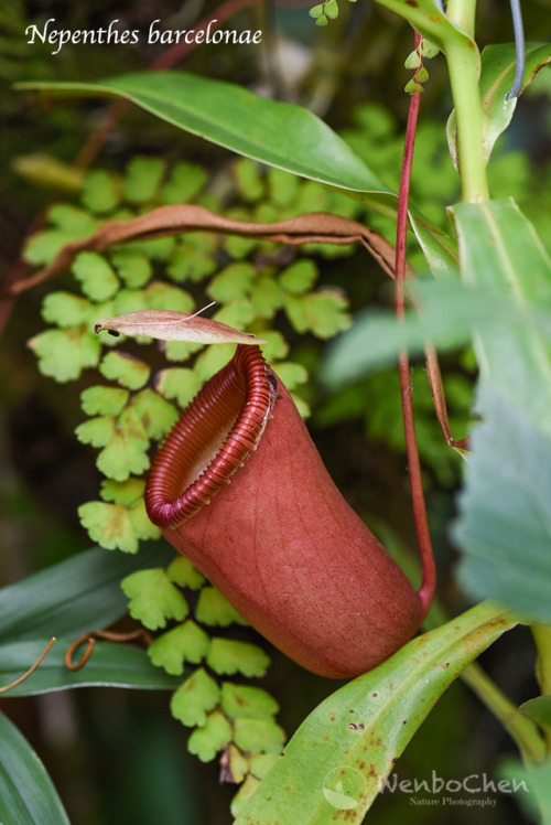 wenbochenphoto:Nepenthes barcelonae. This species was only discovered in 2014, in the Aurora Provinc