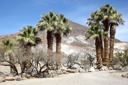 Palm Trees (not certain of the Species), Near Scotty’s Castle, Death Valley National Park, Cal