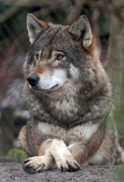 brutalgeneration:  europese wolf blijdorp