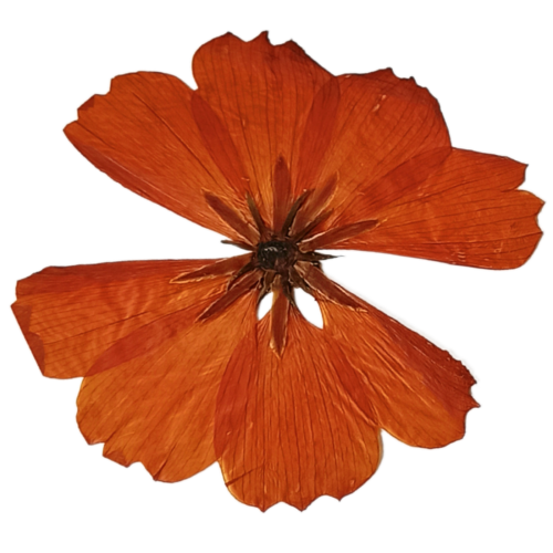 DRIED FLOWERS