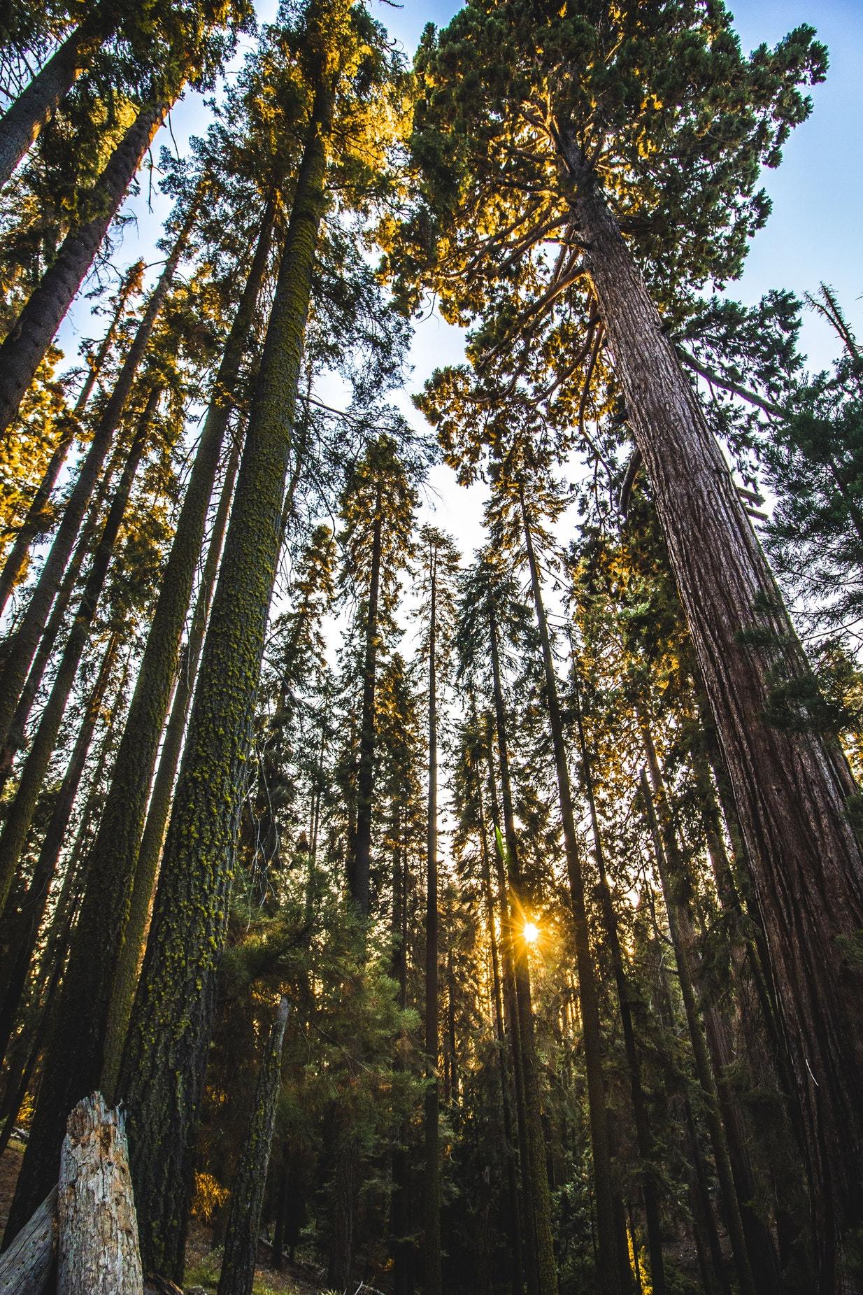My adventure through the forest