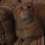 telekinetic-kitten