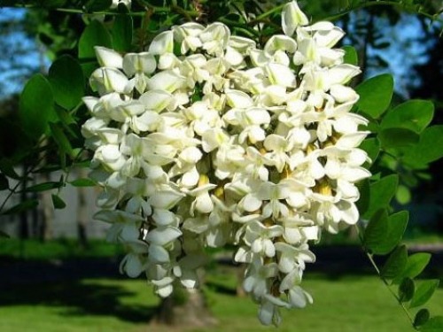 mayormadeleinerobin:For thoodleoo, the earlier promised bouquet for Horace and Vergil’s friendship! 