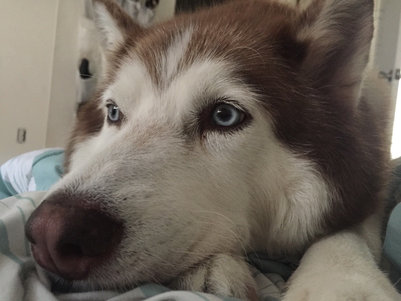 aswechoke:  Waiting patiently for me to get my lazy ass outa bed.